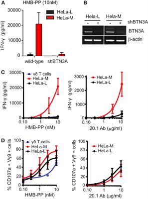 Regulation of Human γδ T Cells by BTN3A1 Protein Stability and ATP-Binding Cassette Transporters